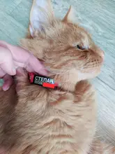 Etiquetas de identificación para mascotas, placa de acero inoxidable personalizada para perros pequeños y gatos, grabado personalizado, accesorios para Collar