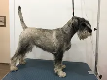 Correa de nailon duradera para perros, arnés de cuerda con Clip de bloqueo para mascotas, para mesa de aseo, brazo de baño, 1 unidad, envío directo