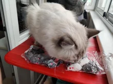 10pcs/lot Mini Colorful Cat Toys Plush False Mouse Toys for Cats Kitten Animal Funny