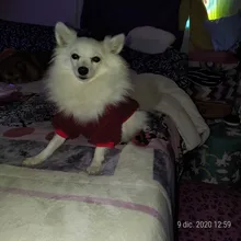 Ropa para perros de lana y Chihuahua, Ropa de invierno para mascotas pequeñas y medianas