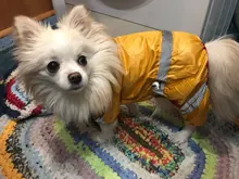 Jacket Raincoat Pet-Products Puppy Yorkie Small-Dogs Waterproof for Chihuahua 30S2