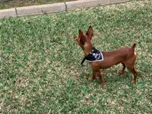 2019 nuevo gato perro baberos Bandana Collar bufanda ajustable bufanda pañoleta impermeable, de Saliva toalla pequeño mediano para perros
