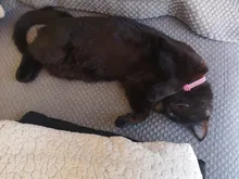 Collar de cristal para gatos, accesorios para mascotas, Collar de cuero con diamantes de imitación de liberación rápida con campana, Collar para gatitos