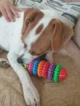 Pet-Dog-Cat-Toys Pet-Supplies Puppy Teeth-Rubber Dogs Dental Durable Health-Gear Small