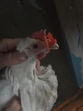 Gafas de plástico de 50 Uds., sin perno, para pollo, Paloma, faisán, anti-pecas, suministros para aves de corral