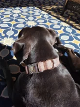 Leash Set Collars Lead Name Custom Personalized Adjustable Plaid Suit Id-Tag Faber