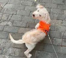 Arnés para perros y mascotas de gran tamaño sin tirones, chaleco ajustable y transpirable, impermeable, para Seguridad al aire libre, caminar y correr,arnes perro mediano,perros accesorios,suministros para perros