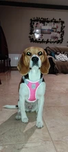 Harness Vest Pet-Products Collar Soft-Lining Walking-Training Reflective Adjustable Small