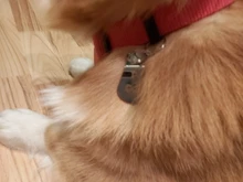 Collar-Accessories Dog-Tag Engraved-Tel Sex-Name-Tag Dogs Kitten Pupp Pet-Dog Stainless-Steel