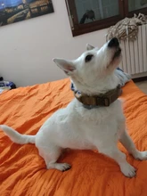 Collar táctico para perro, conjunto de correa ajustable para mascotas, entrenamiento militar al aire libre, caza, liberación rápida, perros medianos y grandes, Pastor Alemán