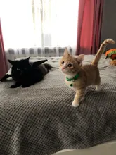 Collar reflectante para mascotas Collar campana ajustable tamaño adecuado para los gatos y suministros para mascotas perros básicos collares Qianyi