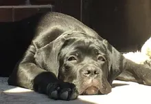 Adjustable Harness Dog-Accessories No-Pull-Vest Truelove Large Padded Pet-Dog Outdoor-Sport