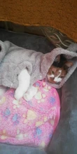 Cat Jacket Costume Yorkshire-Clothing Kitten Winter Warm for Small Medium Dogs Chihuahua