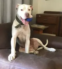 1 pcs EVA Dog Ball Toy Pet Bite Resistant Chew Toys Pets Interactive Balls Dog Toys