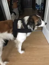 Leashes-Rope Dog-Weight Pitbull Pet-Training Dogs Pulling-Leash Durable Large for Medium