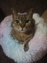 Cama de Gato supersuave, 14 colores, redonda, mullidas de gato, cesta para dormir, larga felpa, cálida, alfombrilla para mascotas, perrera ligera de tacto cómodo