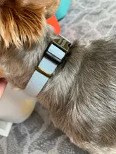 Dog-Collar Engraved Dogs Cat-Name Adjustable Custom Personalized Pet-Puppy Nylon Pug