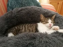 Cat-Mat Sofa Kennel Sleeping-Bag Dog-Cushion Pet-House Kitty Comfortable Round Plush