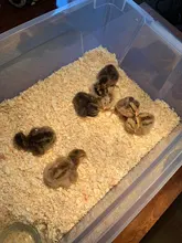 La más nueva máquina incubadora incubadora de incubadora de granja 4-35 incubadoras de huevos precio barato incubadora automática de huevos de pollo incubadora de codornices de aves