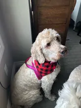 Arnés ajustable para perros medianos y grandes, chaleco reflectante de entrenamiento para caminar, sin tirones, para mascotas