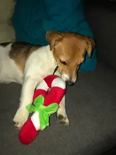 Squeaky Toy Samoyed Plush-Candy Soft-Sound All-Dogs Cane Husky Shiba Beagles Fits-For