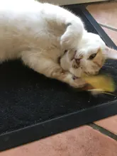 Catnip Toys Ball Cat-Toy Gato Interactive Treats Katten Pawstrip Soft 1pc Speelgoed