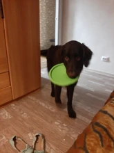 Saucer-Toys Flying-Disk Puppy Bite-Resistant Pet-Dog Agile Silica Funny Dog Small Medium