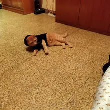 Cat Clothes Pet Cat Coats Jacket Hoodies For Cats Outfit Warm Pet Clothing Rabbit Animals