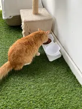 Cuenco de alimentación antideslizante para mascotas, plato con soporte para agua y productos de comida de los animales, ideal para uso de perros y gatos del hogar