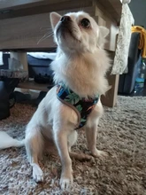 Dog-Harness-Vest Reflective Dogs Nylon Printed Adjustable for Small Medium Cats No-Pull