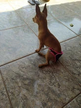 Pet-Physiological-Pants Underwear Diapers Dog Washable Female Short Puppy for Small Doggie