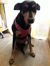 Vest Harness Leash-Set Dogs No-Pulling Padded-Reflective Pet-Dog Nylon Adjustable And