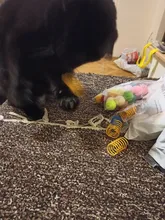 10Pcs Cute Cat Spring Toys Wide Durable Heavy Gauge Plastic Colorful Springs Cat Toy