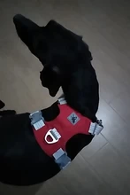 Harness Vest Belt Chest-Strap Dog-Training-Reflective Big-Dogs Adjustable Outdoor 