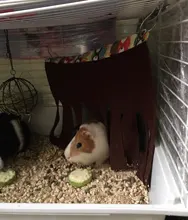 Pet-Tent Hammock Nest-Mat-House Hamster Hedgehog Guinea-Pig Small Hanging Pets Hideout