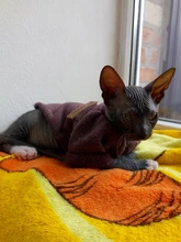 Clothing Sweater Pet-Outfit Small Dogs Classic Soft Winter For Dog Chihuahua Ropa Perro