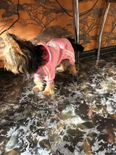 Costume Pet-Jumpsuit Puppy-Outfit Pug-Pets Dogs French Bulldog Small Chihuahua Medium