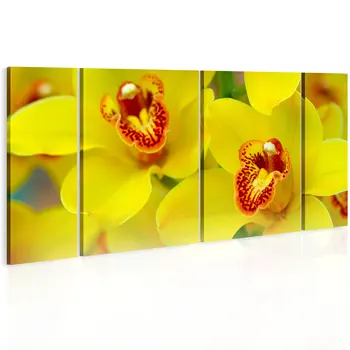 

Table-Orchids-intensity of yellow color-60x30