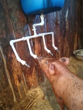 Cuencos de acero inoxidable para bebedero de cerdo grueso, 1 Uds., grifo de cerdo, boquilla de cerdo, equipo agrícola