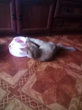 3 Levels Pet Cat Toy Tower Tracks Disc Interacitve Cat Toys Ball Training Amusement Plate