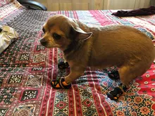 Boots Pet-Shoes Dog Large Waterproof Anti-Skid Small Winter Golden Warm Big 8-Sizes Wear-Resistant