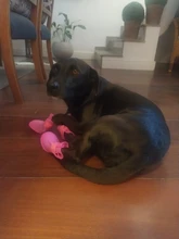 Anti-Skid-Boots Dog-Shoes Pet-Dog Dogs Cats Waterproof Large Silicone Medium Rainy Small