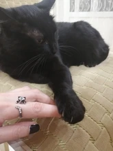 Anillos de gato Kinitial Vintage para mujer y hombre, Anillos de animales Punk, Anillos de gato, bisutería, 1 ud.