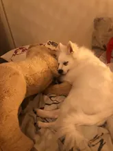 Dog Puzzle Toys Feeder Snuffle-Mat Food-Intelligence-Toy Puppy Slow-Dispensing Training-Games