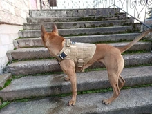Molle Vest Panels Dog-Harness Dogs Military-Working Training Rubrab Tactical Metal 