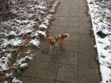 Pet-Clothing Jacket Apparel Costume Coat Puppy Dogs Chihuahua Winter 