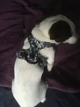 Truelove-arnés Floral sin tirones para mascotas, tela de algodón transpirable y reflectante, suave, para gatos y perros pequeños y medianos, para caminar y correr, TLH5655