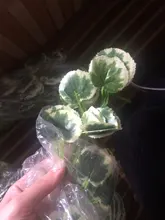 Vid Artificial exquisita guirnalda de hojas de hiedra Planta Artificial vid falsa hoja fiesta decoración de boda regalo de decoración del hogar
