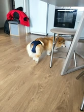 Pañales fisiológicos para mascotas, bragas sanitarias para perros y niñas, pantalones cortos, accesorios para mascotas