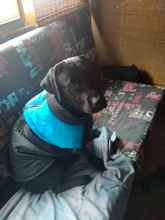 Ropa de perro grande invierno cálido mascota chaleco chaqueta impermeable perro abrigo ropa para perro grande Bulldog Golden Retriever ropa